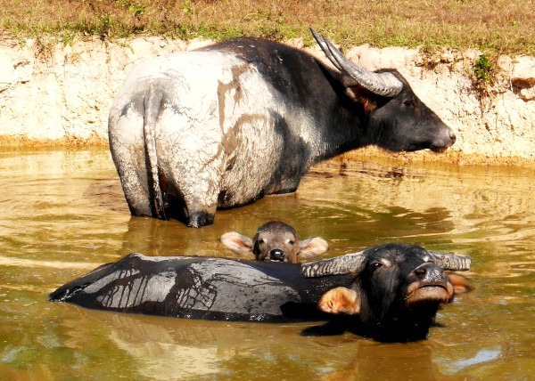 Water Buffalo Family Portrait by Lexa Harpell